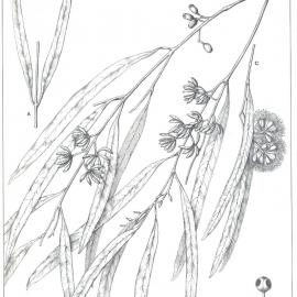 Forest Flora of New South Wales (Volume 5): Plate 184: Thozet's Gum