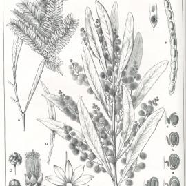 Forest Flora of New South Wales (Volume 5): Plate 185: Red Leaved Wattle