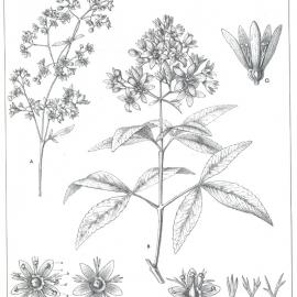 Forest Flora of New South Wales (Volume 5): Plate 186: Christmas Tree