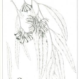 Forest Flora of New South Wales (Volume 5): Plate 187: Napunyah