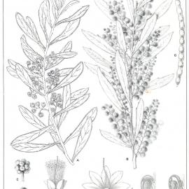 Forest Flora of New South Wales (Volume 5): Plate 188: A Wattle