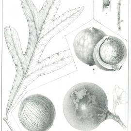 Forest Flora of New South Wales (Volume 5): Plate 189: A. Grevillea Hilliana