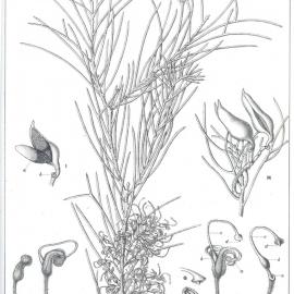 Forest Flora of New South Wales (Volume 6): Plate 190: A Hakea