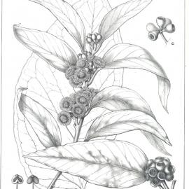 Forest Flora of New South Wales (Volume 6): Plate 191: A Mountain Ash