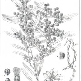 Forest Flora of New South Wales (Volume 6): Plate 192: Western Black Wattle