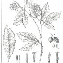 Forest Flora of New South Wales (Volume 6): Plate 193: Feather Wood