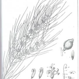 Forest Flora of New South Wales (Volume 6): Plate 194: Macrae's Hakea