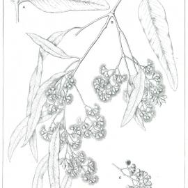 Forest Flora of New South Wales (Volume 6): Plate 195: Coolabah