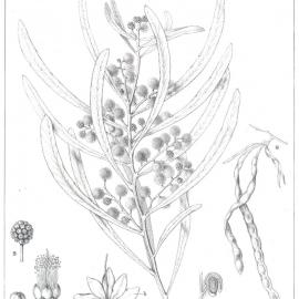 Forest Flora of New South Wales (Volume 6): Plate 196: The Sword Wattle