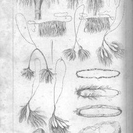 Journals of Expeditions of Discovery into Central Australia: Plate I.—Native Ornaments