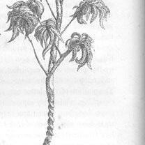 Journals of Expeditions of Discovery into Central Australia: Woodcut of a Standard used in the Dances performed by day