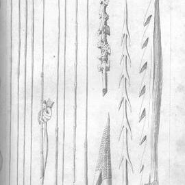 Journals of Expeditions of Discovery into Central Australia: Plate II. Native Weapons