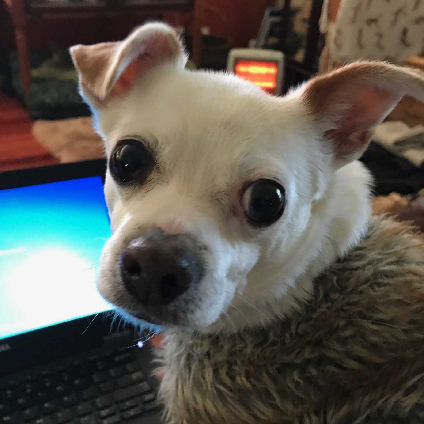Guiseppe preparing for his Zoom meeting