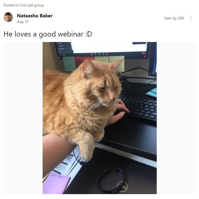 Working from home with cats
