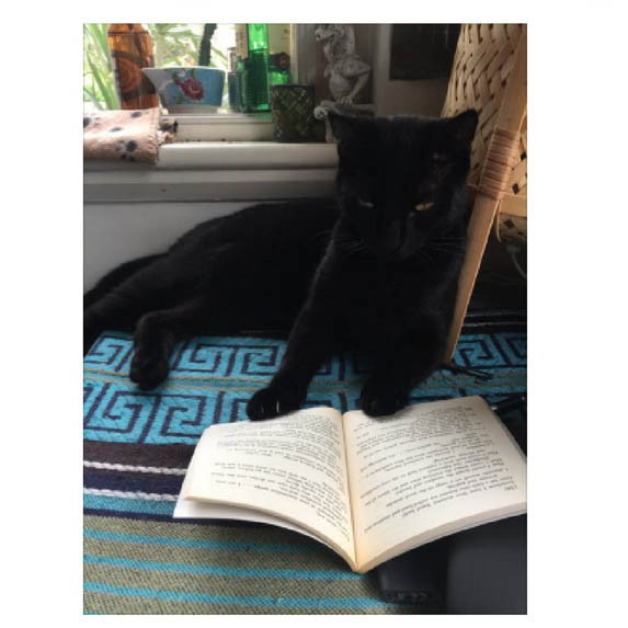 Cleo in pets of COVID-19 on Yammer