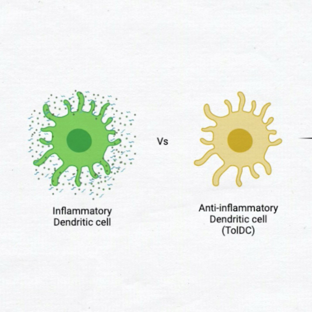 Tolerogenic dendritic cells are protective against acute kidney injury