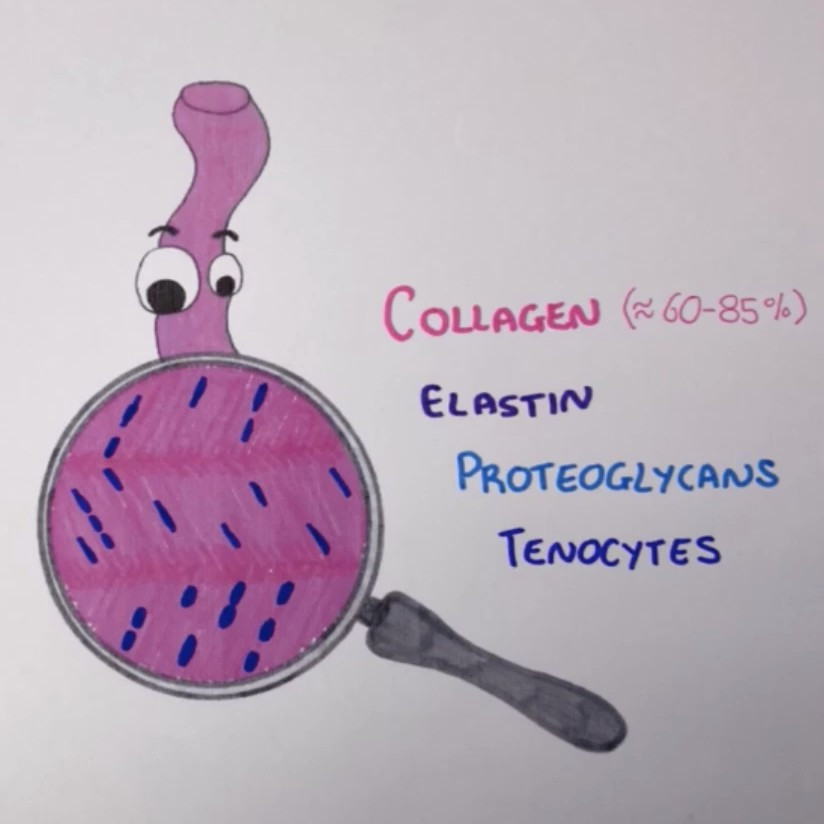 Characteristics of Human Tendons used for Autografts and Allografts in Orthopaedic Surgery
